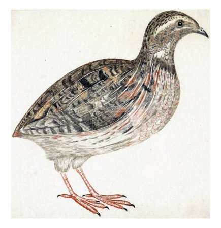 Photo for Quail, anonymous, 1688 - 1698, vintage engraved. - Royalty Free Image