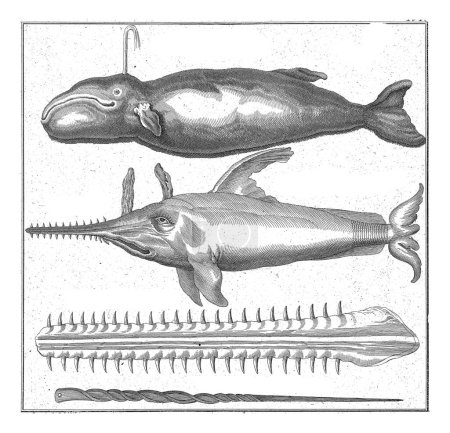 Téléchargez les photos : Cachalot et scie, Johannes van der Spyck, 1736 - 1761 De haut en bas un cachalot, une scie, la mâchoire supérieure ou scie d'une scie et l'épée d'une espadon. - en image libre de droit