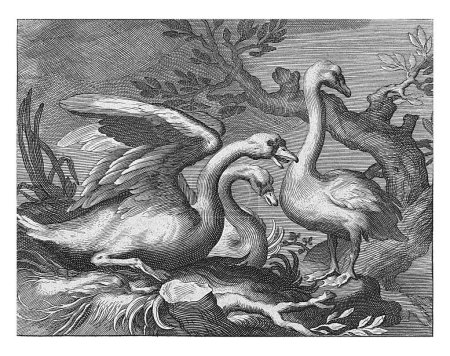 Foto de Cisnes, Boetius Adamsz. Bolswert, después de Abraham Bloemaert, 1611 - 1661, grabado vintage. - Imagen libre de derechos