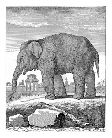 Téléchargez les photos : Éléphant, Barent de Bakker, d'après De Seve, 1762-1804, gravé vintage. - en image libre de droit