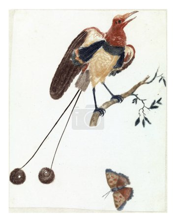 Téléchargez les photos : Oiseau du Paradis et Papillon, anonyme, 1688 - 1698, gravé vintage. - en image libre de droit