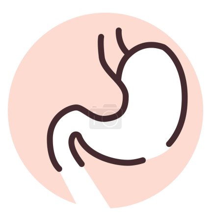 Ilustración de Órgano humano estómago, ilustración o icono, vector sobre fondo blanco. - Imagen libre de derechos