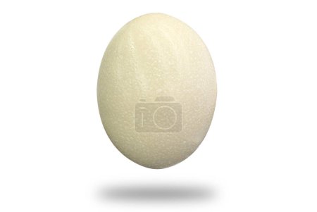 Huevo de avestruz aislado sobre fondo blanco. Huevo de avestruz grande