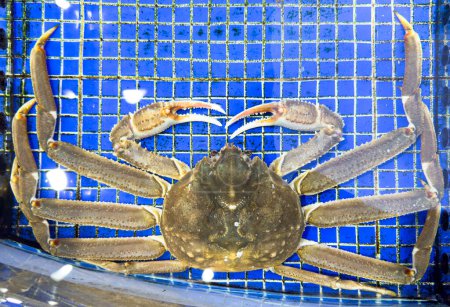 King Crab under water. Alaskan King Crabs in aquarium. The Red king crab