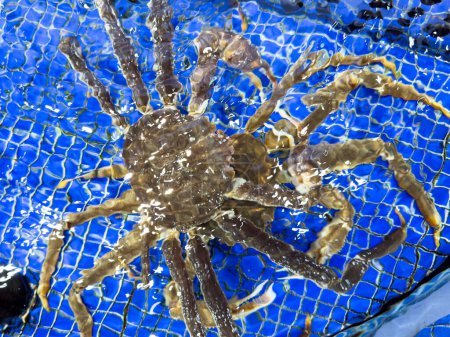 King Crab sous l'eau. Crabes royaux d'Alaska en aquarium. Le crabe royal rouge