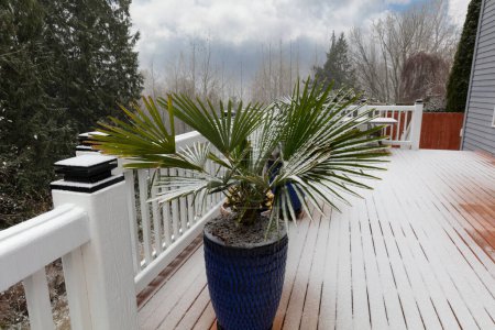 Early winter or late autumn snow fall blanketing home outdoor palm tree plant in pot on deck 