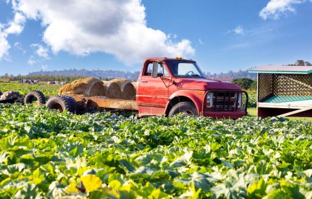 Foto de Antiguo camión rojo antiguo en medio de un campo agrícola que lleva fardos de heno - Imagen libre de derechos