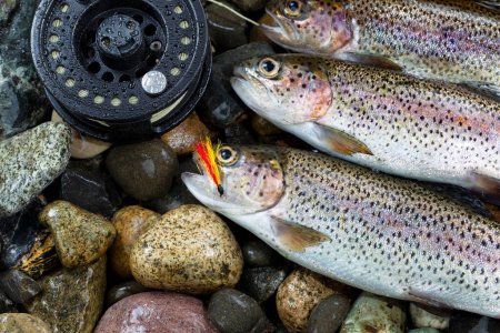 Photo for Trout salmon fish on river rocks with partial fishing reel Visible - Royalty Free Image