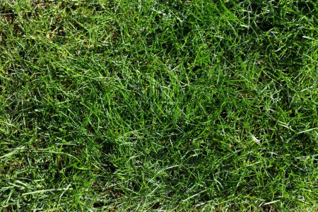 Marco de fondo lleno de hierba natural real durante la temporada de primavera 
