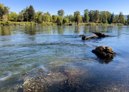 Skagit river with driftwood during spring season with trees blooming and cloudy blue sky 