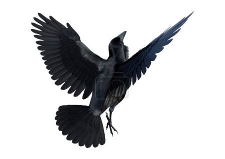 Foto de 3D rendering of a black crow isolated on white background - Imagen libre de derechos