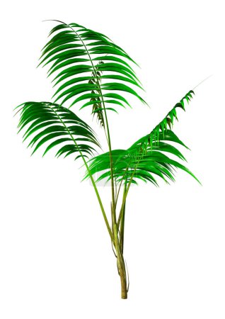 Téléchargez les photos : 3D rendering of a green kentia palm tree or sentry palm or paradise palm isolated on white background - en image libre de droit