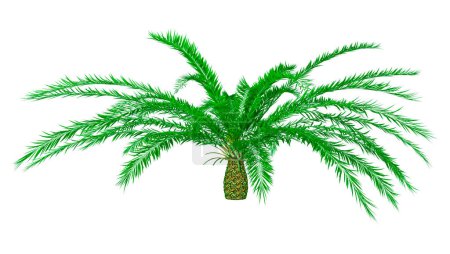 Photo for 3D rendering of a green Encephalartos woodii cycad isolated on white background - Royalty Free Image
