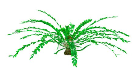 Photo for 3D rendering of a green Encephalartos ferox cycad isolated on white background - Royalty Free Image