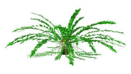Téléchargez les photos : Rendu 3D d'un cycad vert Encephalartos ferox isolé sur fond blanc - en image libre de droit