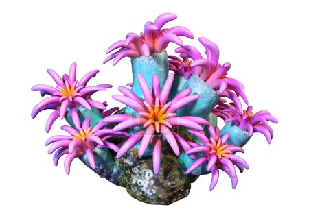 Representación 3D de un coral rosado, un invertebrado marino aislado sobre fondo blanco
