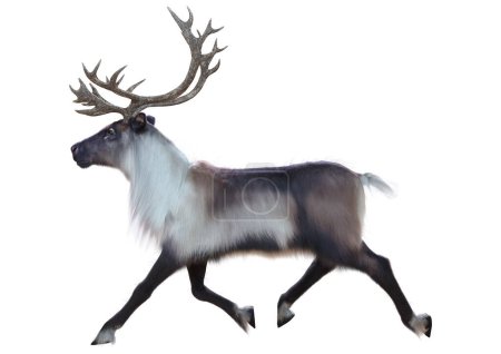 Representación 3D de un reno macho aislado sobre fondo blanco