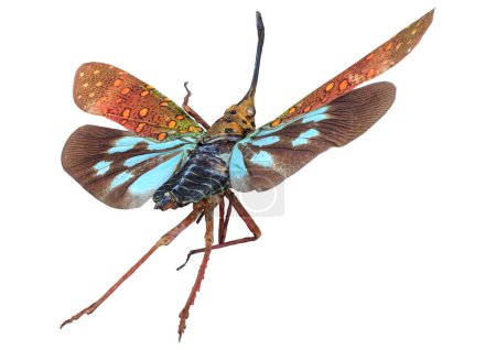 Foto de Representación 3D de un insecto de cigarra aislado sobre fondo blanco - Imagen libre de derechos