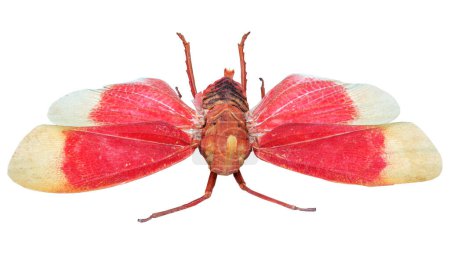 Téléchargez les photos : Rendu 3D d'un insecte cigale isolé sur fond blanc - en image libre de droit