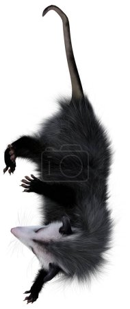 3D rendering of an opossum animal isolated on white background