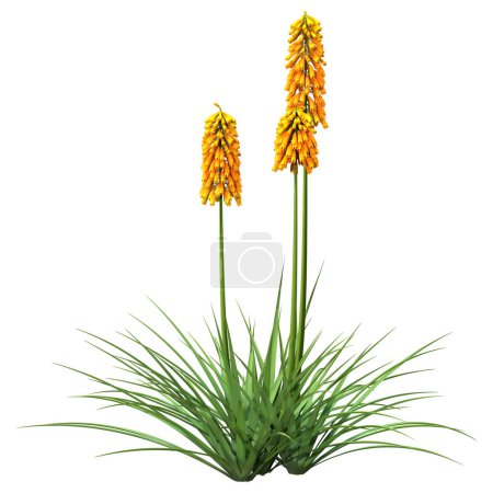 Photo for 3D rendering of blooming kniphofia plants isolated on white background - Royalty Free Image
