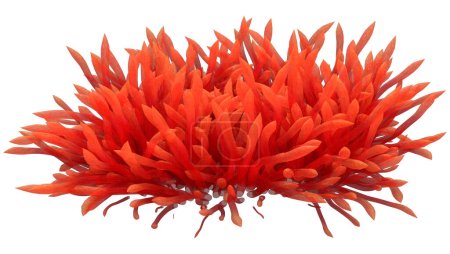 3D rendering of a red anemone isolated on white background