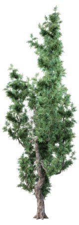 Photo for 3D rendering of a mediterranean juniper tree isolated on white background - Royalty Free Image