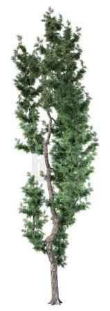 Photo for 3D rendering of a mediterranean juniper isolated on white background - Royalty Free Image