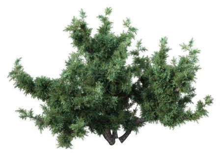 Photo for 3D rendering of a mediterranean juniper tree isolated on white background - Royalty Free Image