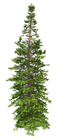 Photo for 3D rendering of a single wollemi pine tree or Wollemia nobilis isolated on white background - Royalty Free Image