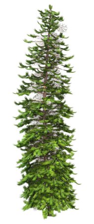 Photo for 3D rendering of a single wollemi pine tree or Wollemia nobilis isolated on white background - Royalty Free Image