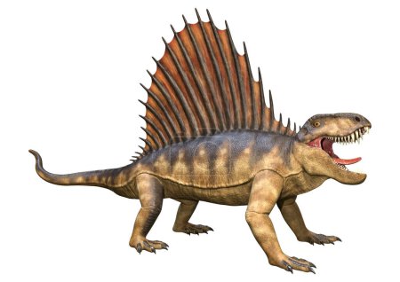Foto de Representación 3D de un dinosaurio Dimetrodon aislado sobre fondo blanco - Imagen libre de derechos