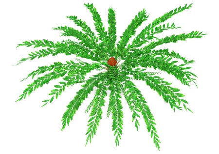 Photo for 3D rendering of a green Encephalartos ferox cycad isolated on white background - Royalty Free Image