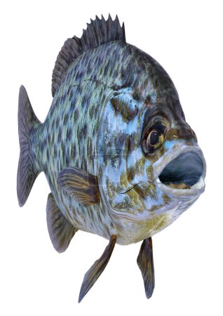 Photo for 3D rendering of a bluegill fish or Lepomis macrochirus isolated on white background - Royalty Free Image