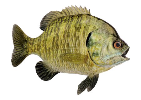 Photo for 3D rendering of a bluegill sunfish or Lepomis macrochirus fish isolated on white background - Royalty Free Image