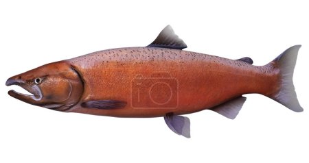 Photo for 3D rendering of a Chinook salmon or Oncorhynchus tshawytscha fish isolated on white background - Royalty Free Image