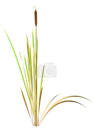 3D rendering of a bulrush plant isolated on white background