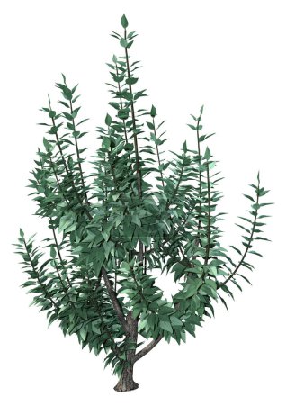 3D-Darstellung einer grünen Buddleja-Pflanze oder eines Schmetterlingsstrauches auf weißem Hintergrund