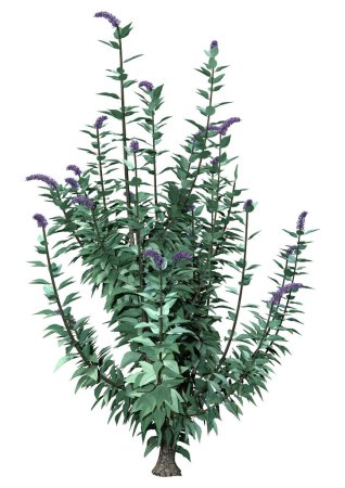 3D-Darstellung einer blühenden Buddleja-Pflanze oder eines Schmetterlingsstrauches isoliert auf weißem Hintergrund