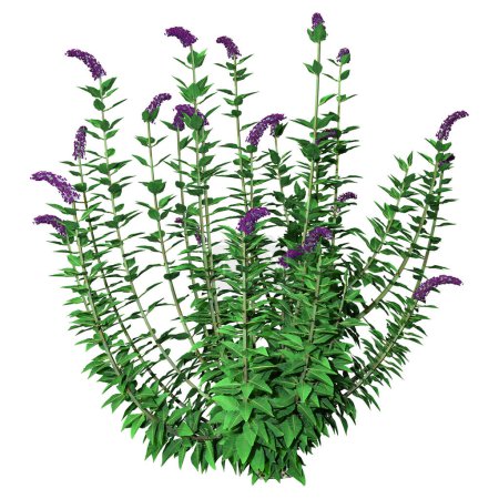 3D rendering of a blooming buddleja plant or butterfly bush isolated on white background
