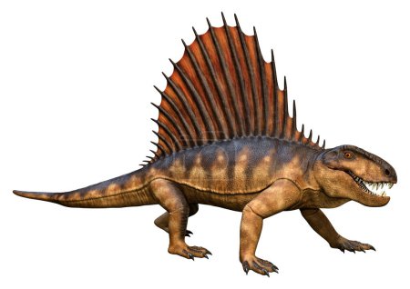 Foto de Representación 3D de un dinosaurio Dimetrodon aislado sobre fondo blanco - Imagen libre de derechos
