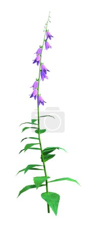 3D rendering of a blooming campanula plant or bellflowers isolated on white background