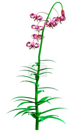 3D rendering of Lilium martagon flowers or martagon lily or turks cap lily isolated on white background