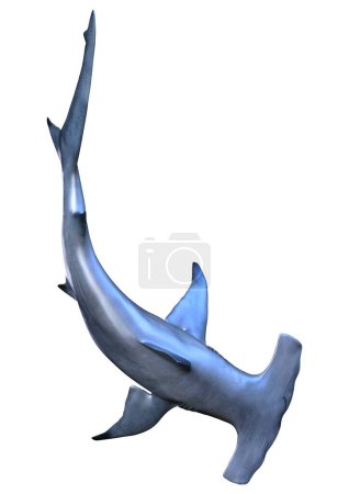 3D rendering of a hammerhead shark isolated on white background