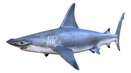 3D rendering of a hammerhead shark isolated on white background