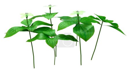 3D rendering of blooming bunchberry plants isolated on white background