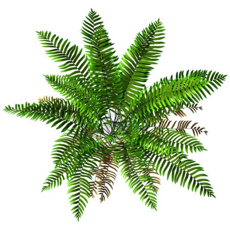 3D rendering of a green sword or Boston fern plant or Nephrolepis exaltata isolated on white background