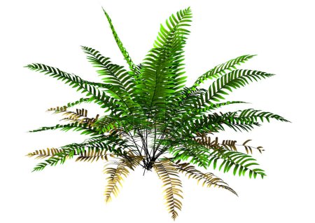 3D rendering of a green sword or Boston fern plant or Nephrolepis exaltata isolated on white background