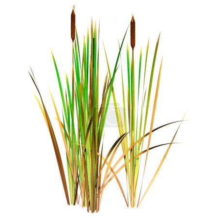 3D rendering of bulrush plants isolated on white background