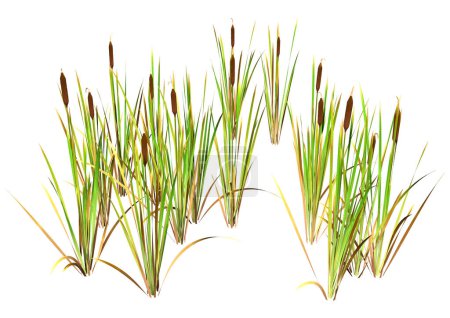 3D rendering of bulrush plants isolated on white background